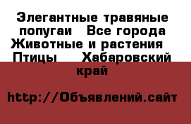 Элегантные травяные попугаи - Все города Животные и растения » Птицы   . Хабаровский край